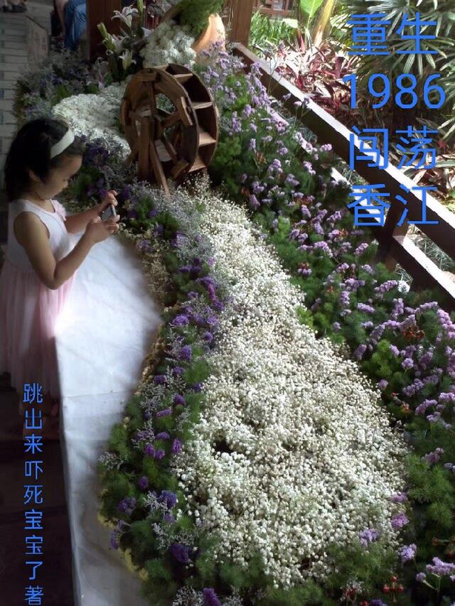 重生香江1988
